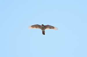 Hawk, Sharp-shinned, 2016-05098261 Parker River NWR, MA